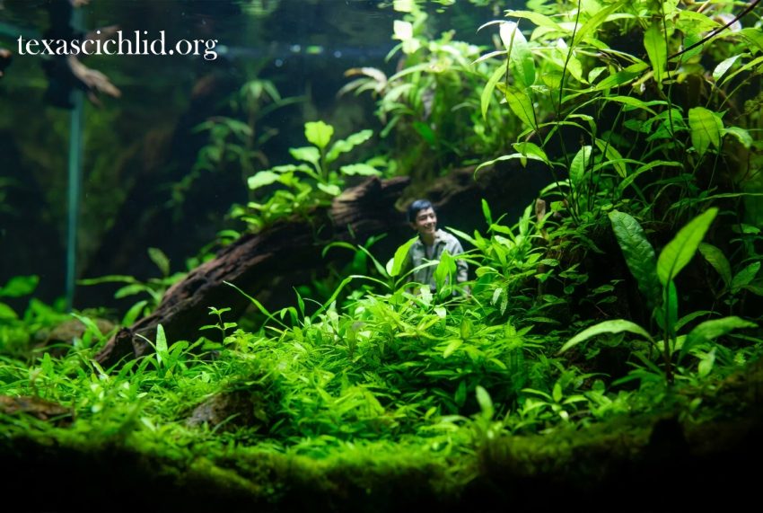 Tanaman Karpet Terbaik untuk Pemula Aquascape