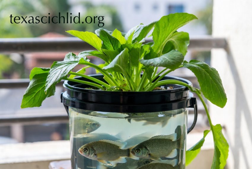 Tips Budidaya Ikan dalam Ember (Budikdamber)