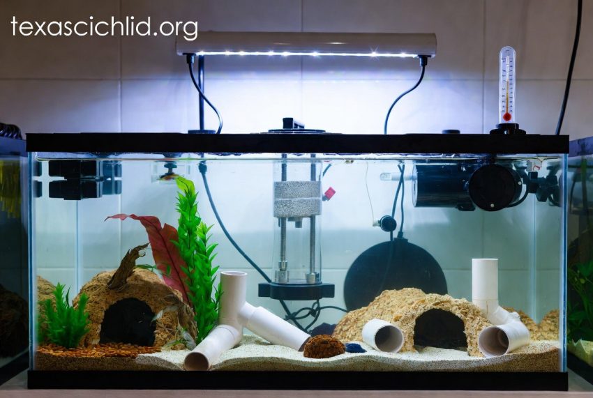 Persiapan Tank Karantina untuk Ikan Baru