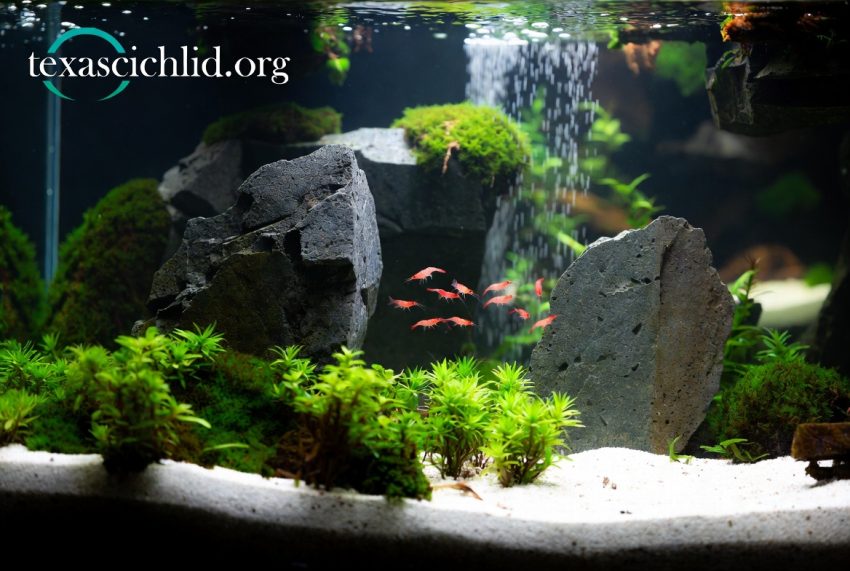 Tren Desain Aquascape Iwagumi Minimalis Mewah