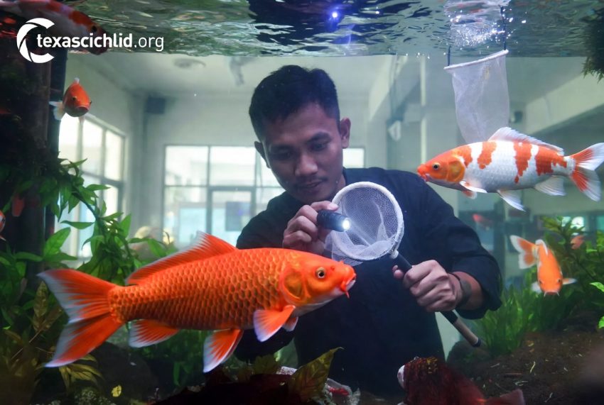 Cara mengatasi penyakit jamur pada ikan mas koki